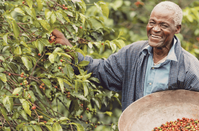 Die Kapspitze des guten Kaffees: Südafrikas Kaffeekultur entdecken