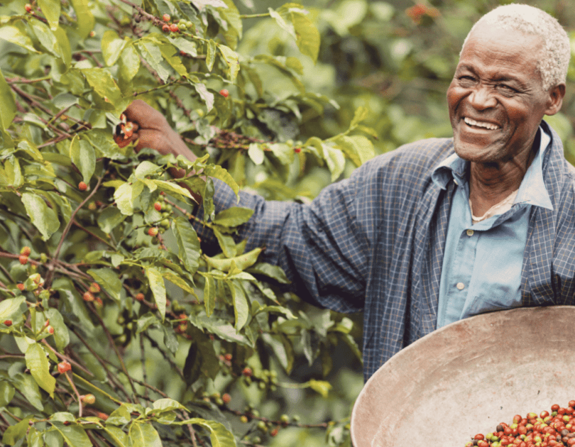Die Kapspitze des guten Kaffees: Südafrikas Kaffeekultur entdecken
